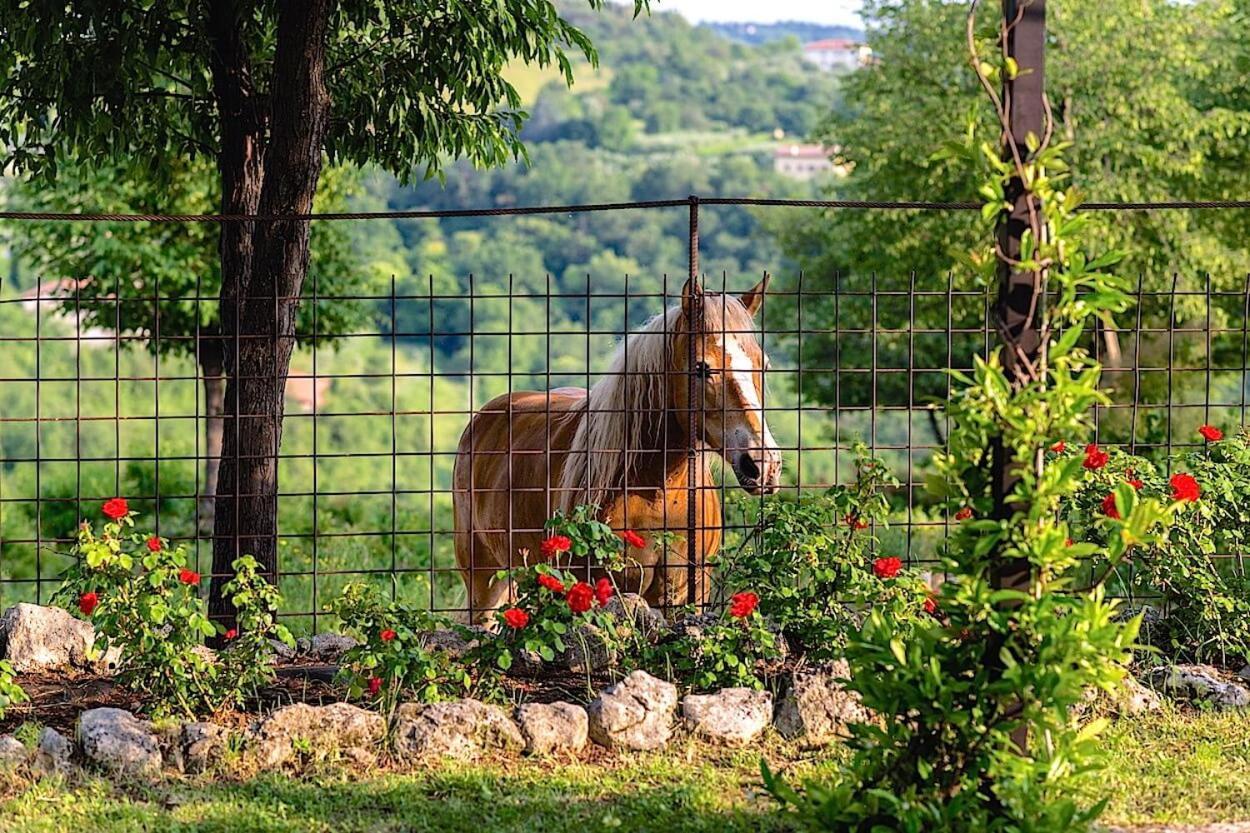 Agriturismo Il Porcellino Quinto di Valpantena Eksteriør billede